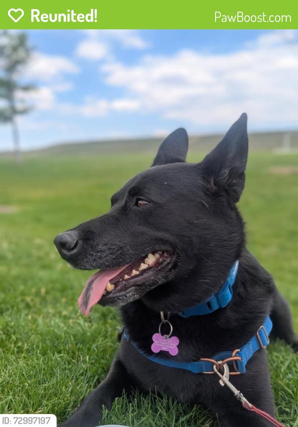 Reunited Female Dog last seen Near E 74th Ave, Denver, CO 80229, Denver, CO 80229