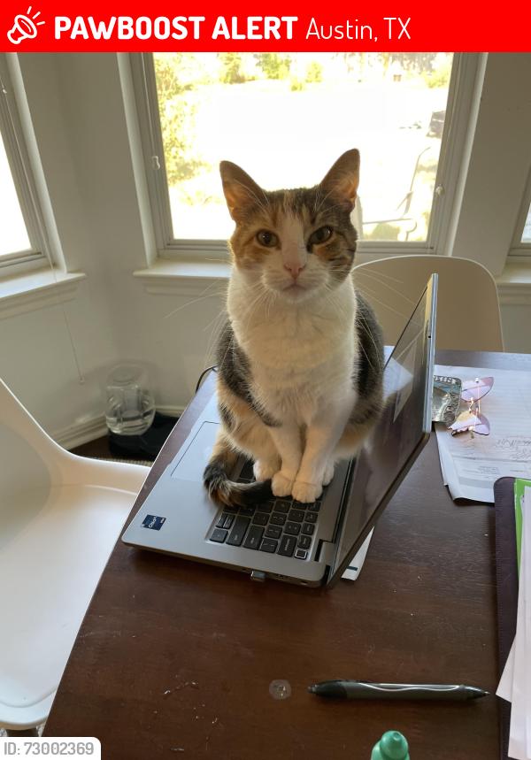 Lost Female Cat last seen Intersection of Burnet/North Loop, Austin, TX 78756