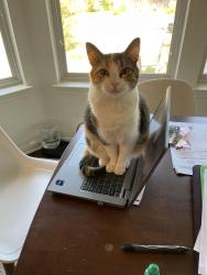 Lost Female Cat last seen Intersection of Burnet/North Loop, Austin, TX 78756