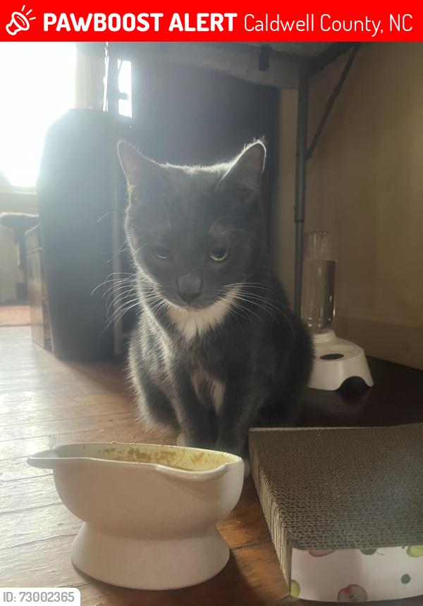 Lost Male Cat last seen crestland terrace hudson nc, Caldwell County, NC 28638