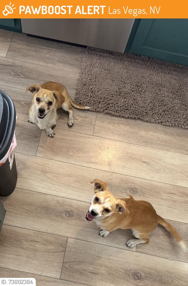 Found/Stray Female Dog last seen Oakey St and Bruce St, Las Vegas, NV 89104