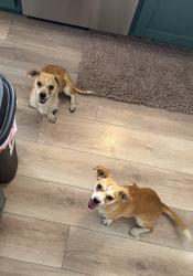 Found/Stray Female Dog last seen Oakey St and Bruce St, Las Vegas, NV 89104