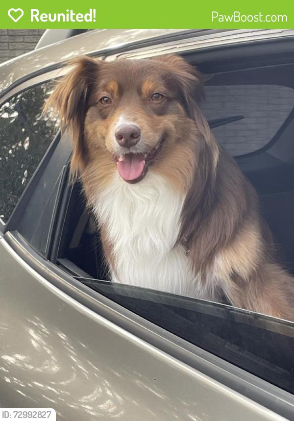 Reunited Female Dog last seen Springbrook Dr, Farmington Hills, MI 48336, USA, Farmington Hills, MI 48336
