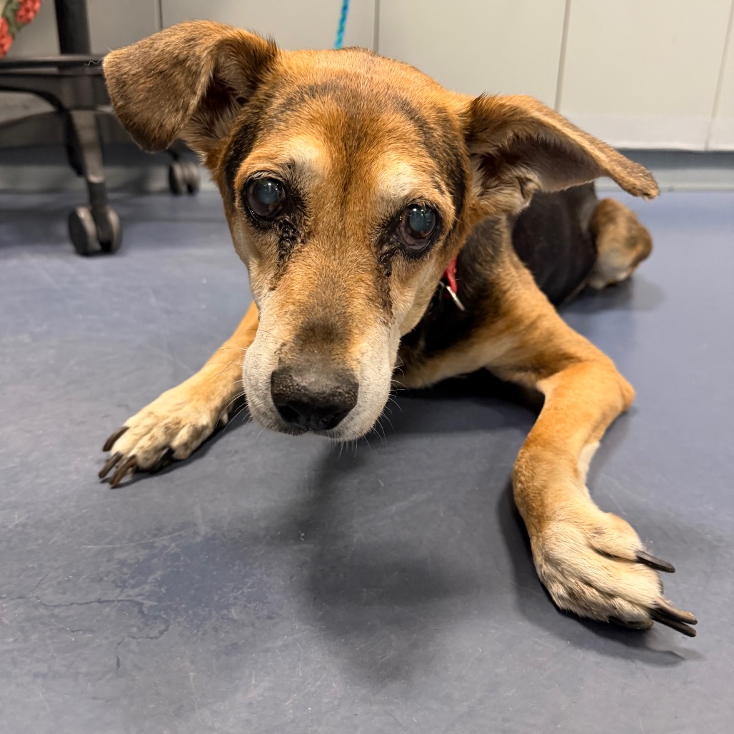 Shelter Stray Unknown Dog last seen , 980 Guilford College Rd, Greensboro, NC 27409, USA