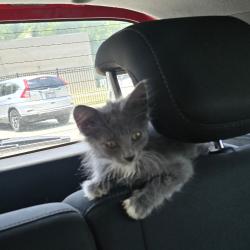Shelter Stray Female Cat last seen , 980 Guilford College Rd, Greensboro, NC 27409, USA