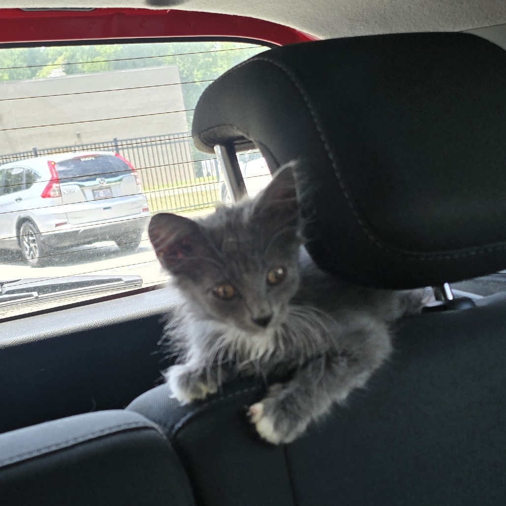 Shelter Stray Female Cat last seen , 980 Guilford College Rd, Greensboro, NC 27409, USA