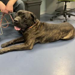 Shelter Stray Male Dog last seen , 980 Guilford College Rd, Greensboro, NC 27409, USA