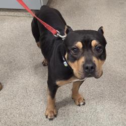 Shelter Stray Male Dog last seen , 8464 Beach Blvd, Jacksonville, FL 32216, USA