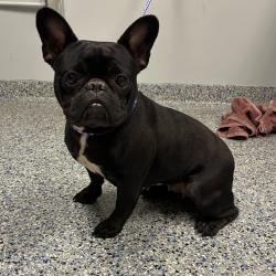 Shelter Stray Female Dog last seen , 328 Furman Hall Rd, Greenville, SC 29609, USA