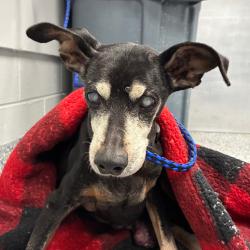 Shelter Stray Male Dog last seen , 328 Furman Hall Rd, Greenville, SC 29609, USA