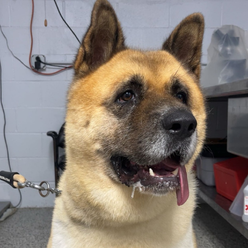 Shelter Stray Male Dog last seen , 1901 N 31st Ave, Hattiesburg, MS 39401, USA