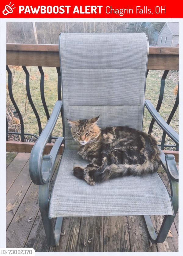Lost Male Cat last seen Chagrin Falls Park, Chagrin Falls, OH 44023