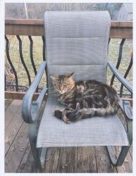Lost Male Cat last seen Chagrin Falls Park, Chagrin Falls, OH 44023