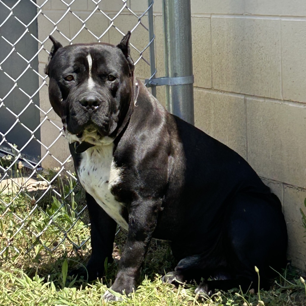 Shelter Stray Male Dog last seen , 54687 Co Rd 19, Bristol, IN 46507, USA