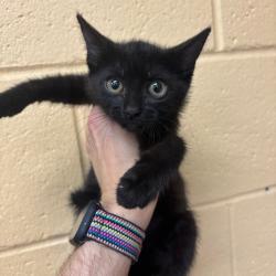 Shelter Stray Female Cat last seen , 2350 Appling City Cove, Memphis, TN 38133, USA