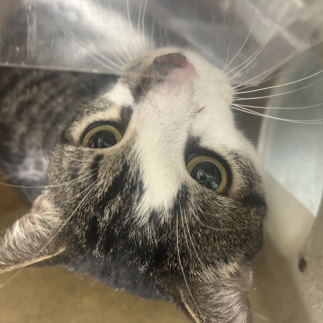 Shelter Stray Male Cat last seen , Animal Care & Control Team of Philly, 111 W Hunting Park Ave, Philadelphia, PA 19140, USA