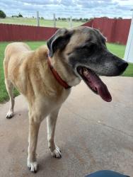 Reunited Unknown Dog last seen Park at Woodvine, Edmond, OK 73012