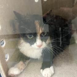 Shelter Stray Female Cat last seen , Animal Care & Control Team of Philly, 111 W Hunting Park Ave, Philadelphia, PA 19140, USA