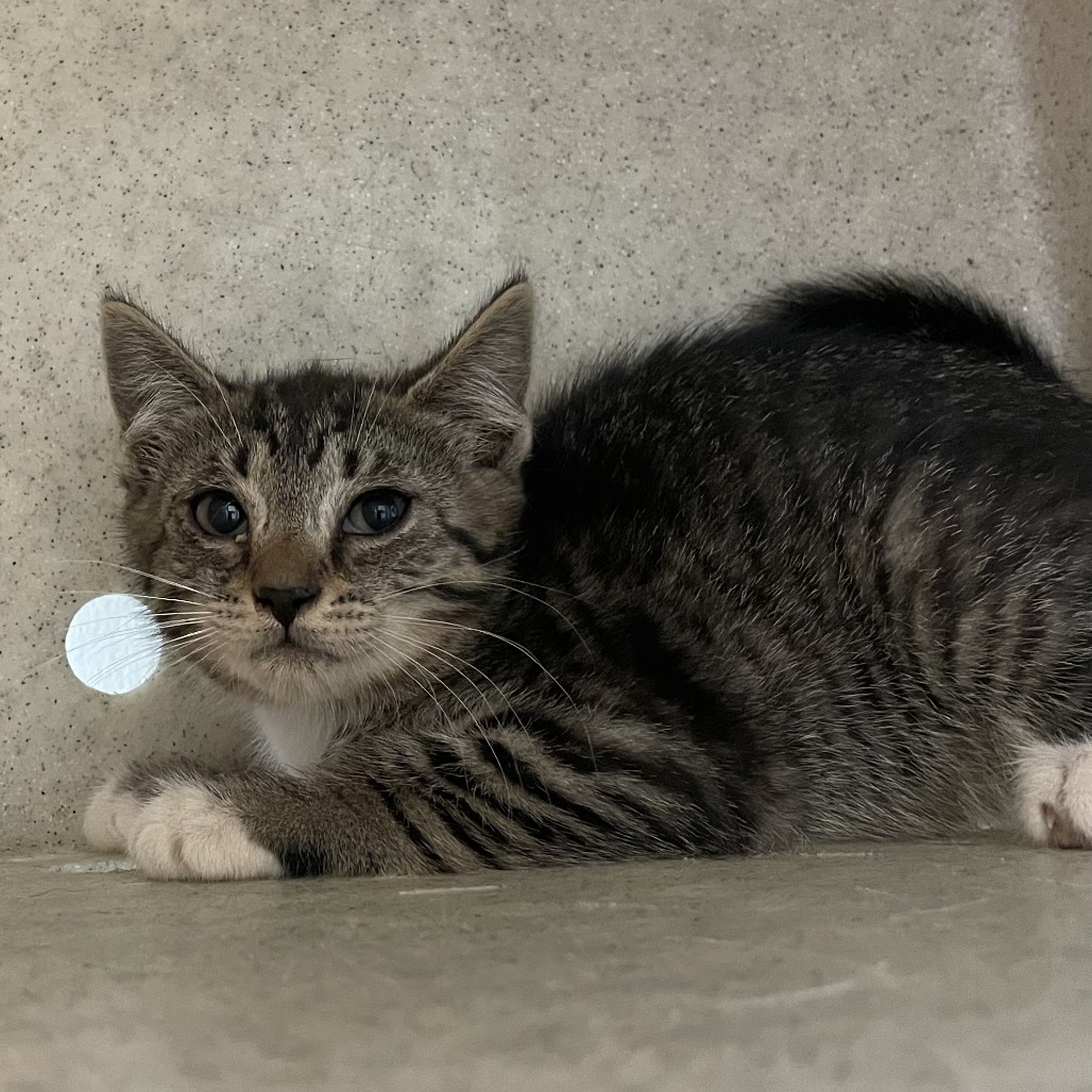 Shelter Stray Female Cat last seen , Animal Care & Control Team of Philly, 111 W Hunting Park Ave, Philadelphia, PA 19140, USA