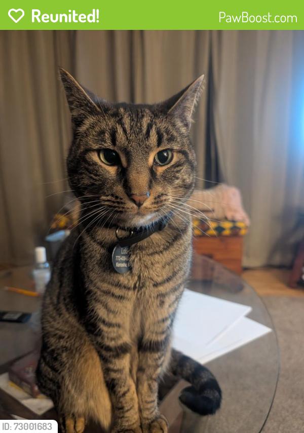 Reunited Male Cat last seen 69th street, , Kenosha, WI 53143