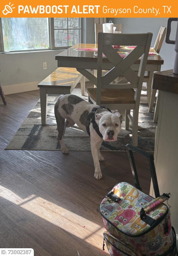 Found/Stray Female Dog last seen Old Southmayd Rd, Grayson County, TX 76268