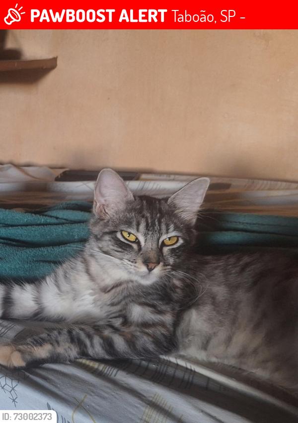 Lost Female Cat last seen Escola Flávio Xavier Arantes , Taboão, SP 07143-235