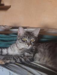 Lost Female Cat last seen Escola Flávio Xavier Arantes , Taboão, SP 07143-235