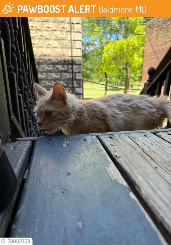 Found/Stray Unknown Cat last seen Sumpter Park, Baltimore, MD 21217