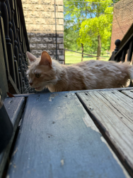 Found/Stray Unknown Cat last seen Sumpter Park, Baltimore, MD 21217