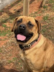 Reunited Female Dog last seen Cripple Creek Road , Greer, SC 29651