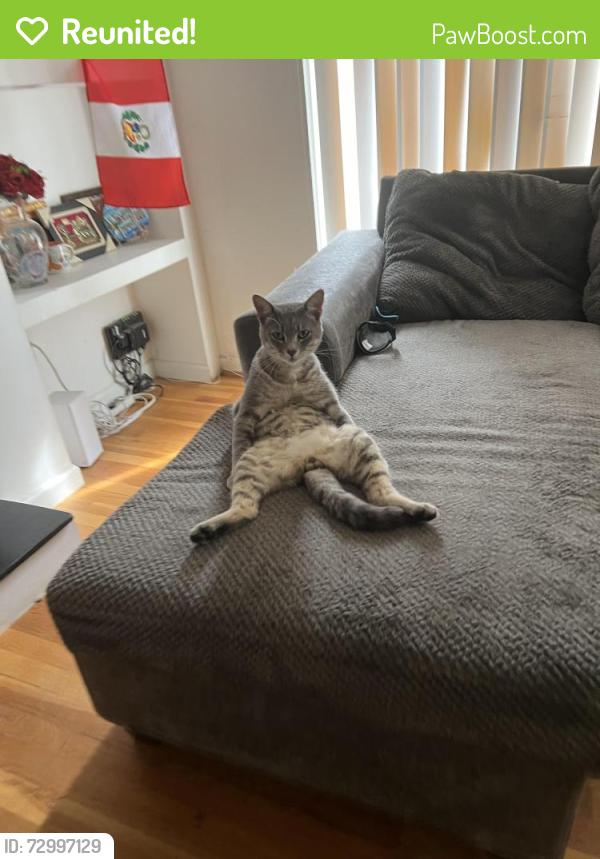 Reunited Male Cat last seen Layton drive VA, Springfield, VA 22150