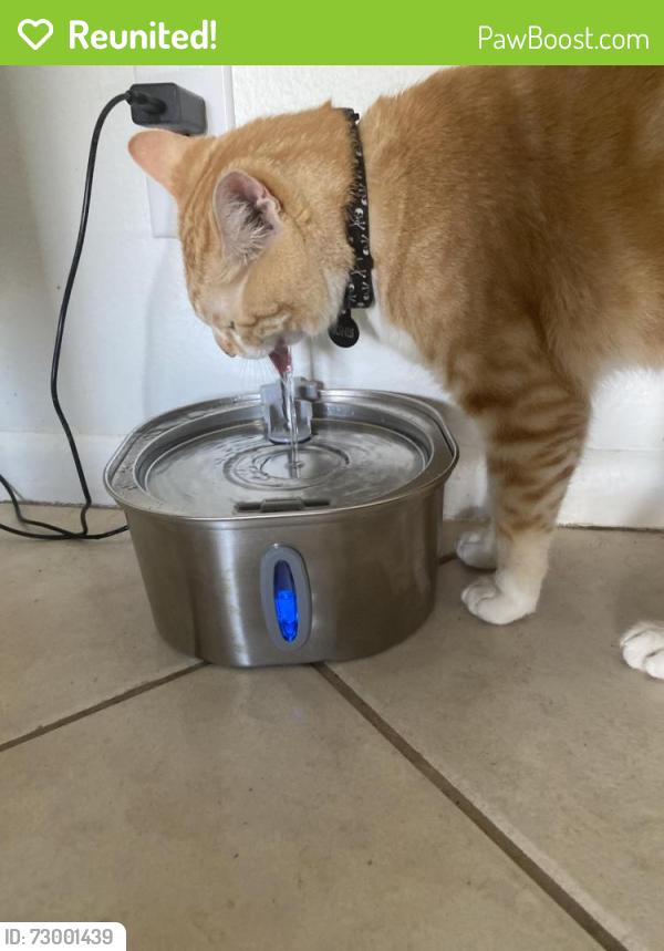 Reunited Male Cat last seen Sandy Ridge Sanctuary Park , Coral Springs, FL 33065