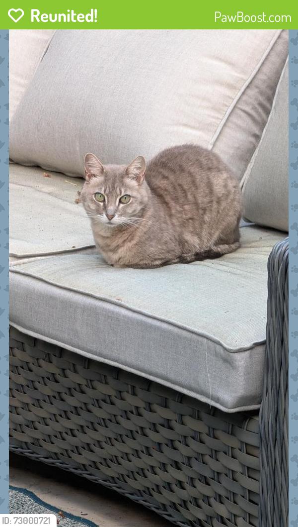 Reunited Unknown Cat last seen Woodcreek Oaks, Roseville, CA 95747