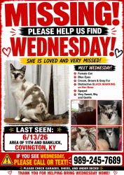 Lost Female Cat last seen 11th and Russell, Covington, KY 41011