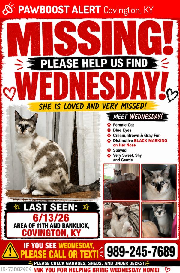 Lost Female Cat last seen 11th and Russell, Covington, KY 41011