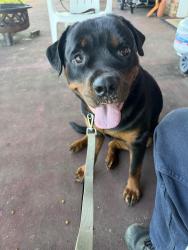 Found/Stray Female Dog last seen Old Batson rd Taylor’s SC, Taylors, SC 29687