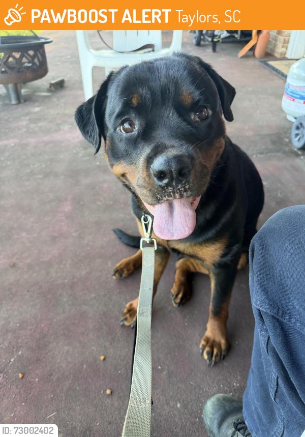 Found/Stray Female Dog last seen Old Batson rd Taylor’s SC, Taylors, SC 29687
