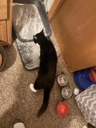 Reunited Male Cat last seen Snelling Ave and Fry street , Saint Paul, MN 55104