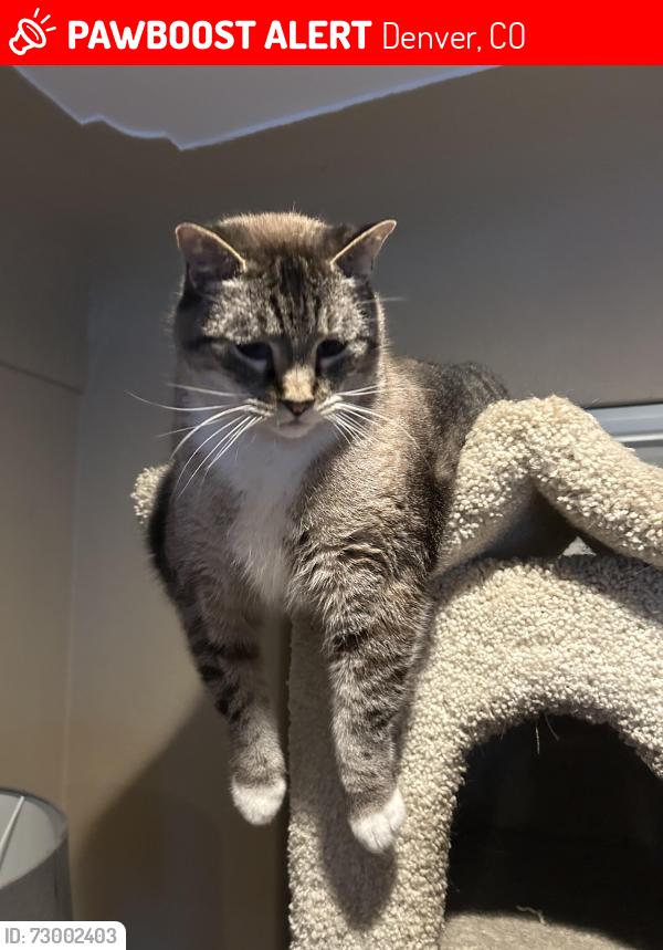 Lost Male Cat last seen Colorado and iliff, Denver, CO 80222