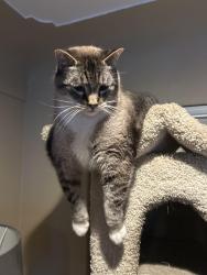Lost Male Cat last seen Colorado and iliff, Denver, CO 80222