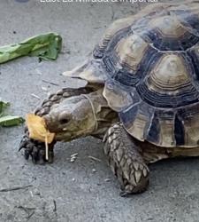 Reunited Female Reptile last seen Inez St, Whittier, CA 90605, USA, Whittier, CA 90605