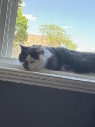 Reunited Male Cat last seen Close to the Yatch Club in Chelsea, Chelsea, MA 02150