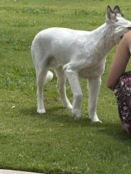 Found/Stray Unknown Dog last seen L don dobson, Bedford, TX 76021