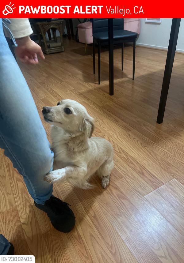 Lost Female Dog last seen Columbus pwky, Vallejo, CA 94591