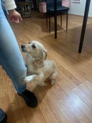 Lost Female Dog last seen Columbus pwky, Vallejo, CA 94591