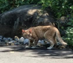 Found/Stray Unknown Cat last seen Edison Rd & Cliffside Dr, Franklin Township, NJ 08886