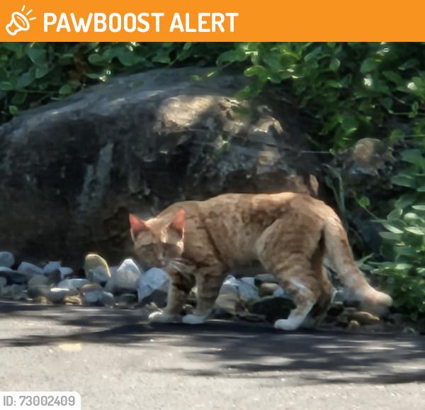 Found/Stray Unknown Cat last seen Edison Rd & Cliffside Dr, Franklin Township, NJ 08886