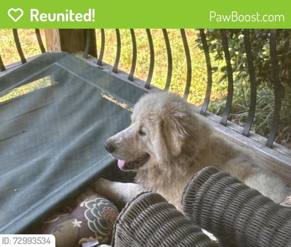 Reunited Male Dog last seen Eufola and Buffalo Shoals Statesville NC, near Catawba Co line, Statesville, NC 28677