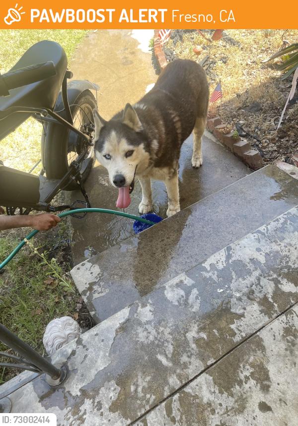 Found/Stray Male Dog last seen Ashlan and Millbrook, Fresno, CA 93726
