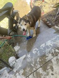 Found/Stray Male Dog last seen Ashlan and Millbrook, Fresno, CA 93726